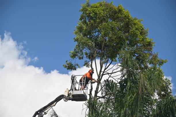 How Our Tree Care Process Works  in  Placerville, CA