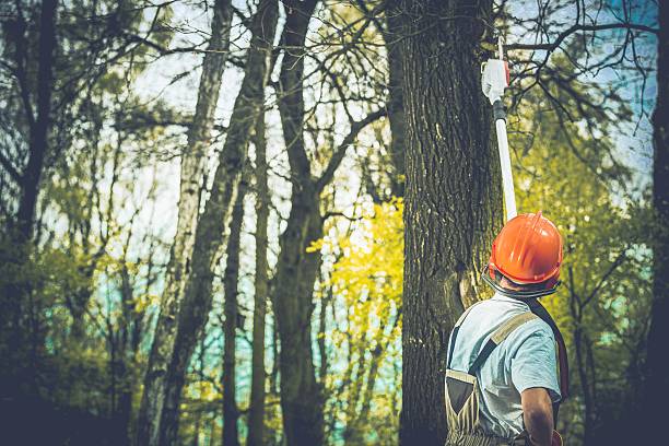 Placerville, CA Tree Care Company